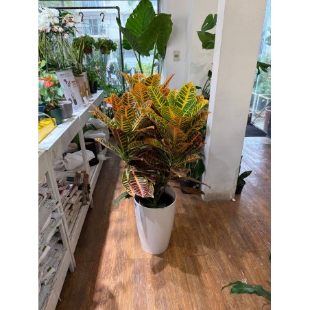 Croton XXl con maceta conica