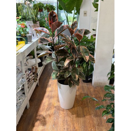 ficus Ruby XL con maceta...