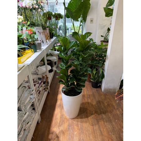 Ficus lyrata con maceta conica