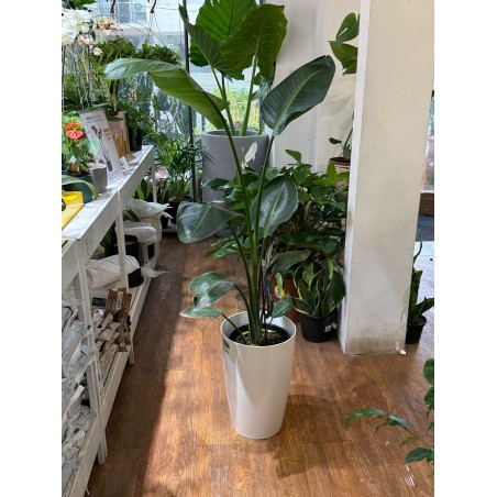 Strelizzia con maceta conica