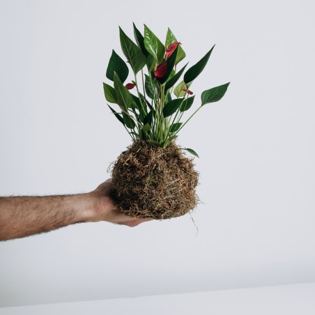 Workshop Kokedama Online
