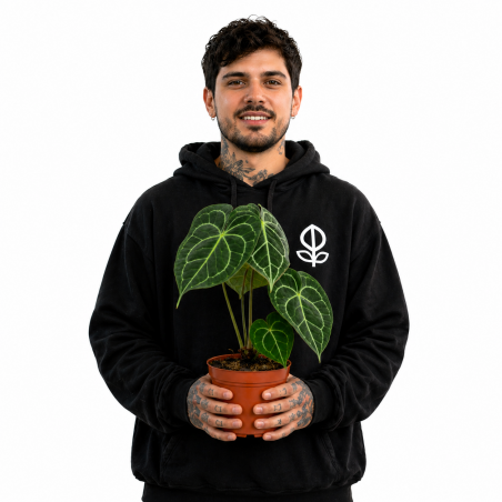 ANTHURIO CLARINERVIUM