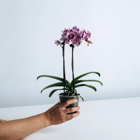 Workshop Orquidea Online