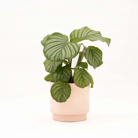 Calathea en maceta ceramica