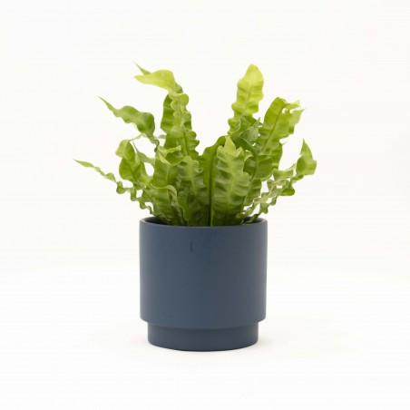 ASPLENIUM CRISPY CON MACETA...