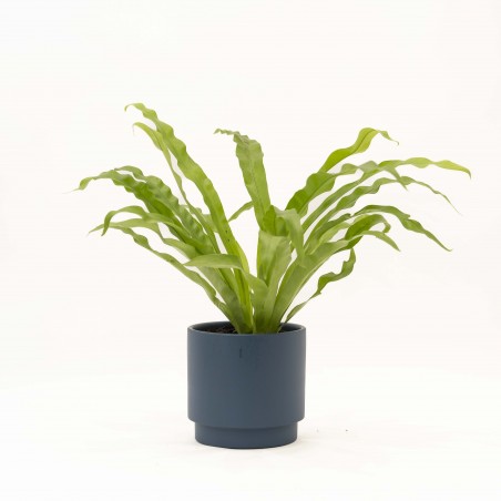 ASPLENIUM LISO CON MACETA...