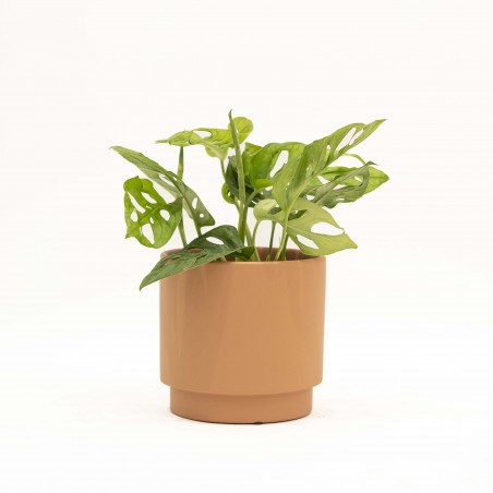 MONSTERA ADANSONI EN MACETA...