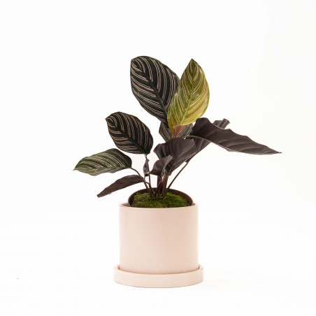 CALATHEA ORNATA EN MACETA...