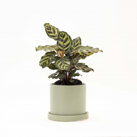 CALATHEA MAKOYANA EN MACETA...