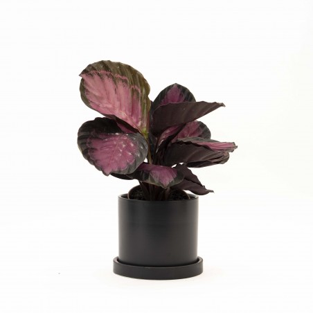 CALATHEA EN MACETA CERAMICA...