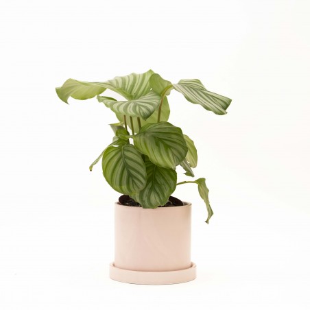 CALATHEA ORBIFOLIA EN...