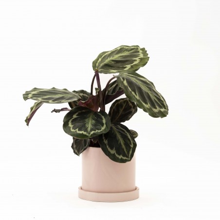 CALATHEA MEDALION EN MACETA...