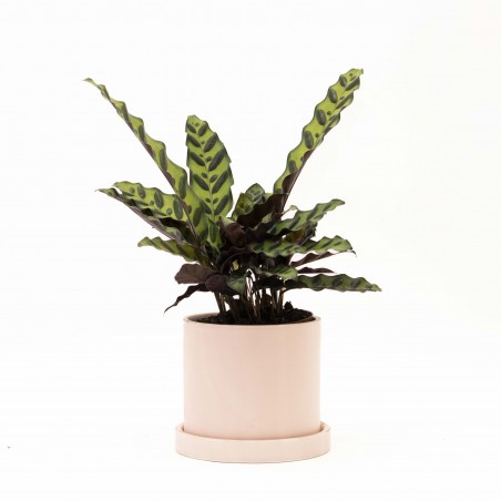 CALATHEA INSIGNE EN MACETA...