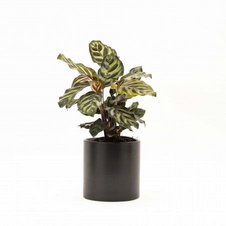 CALATHEA EN MACETA CERAMICA...