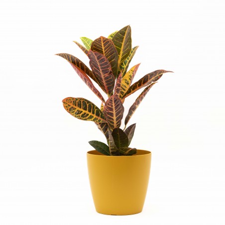 Croton en Porta maceta...