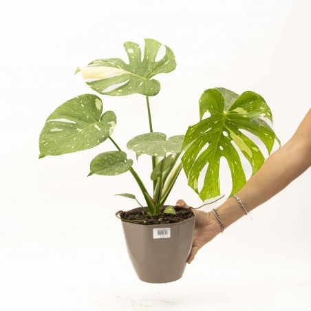 Monstera Thai Constellation