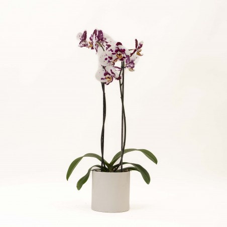 Orquidea en Maceta Ceramica