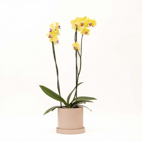 Orquidea en Maceta Ceramica...