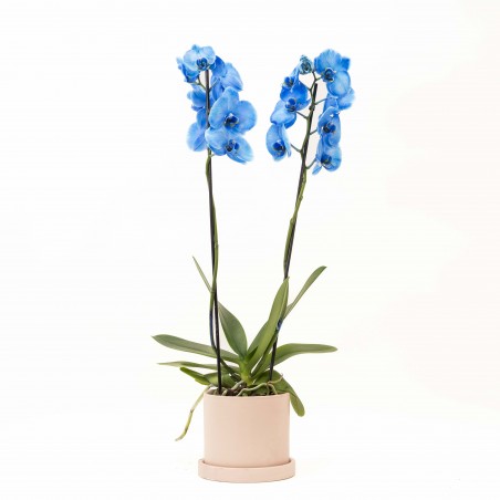Orquidea azul con maceta...