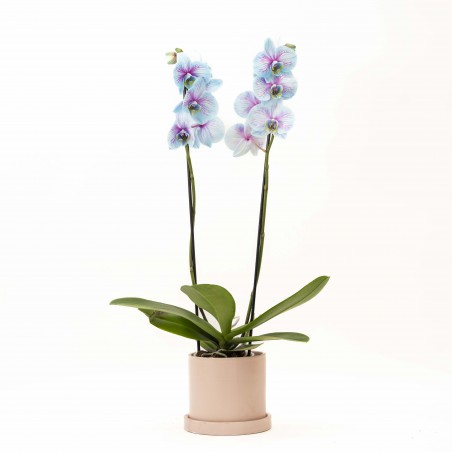 Orquidea Frozen en maceta...
