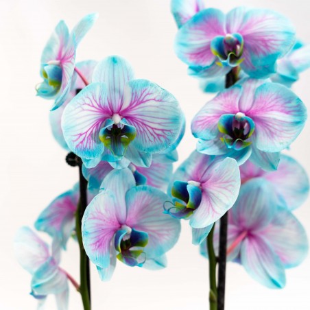 Orquidea Frozen con Porta...