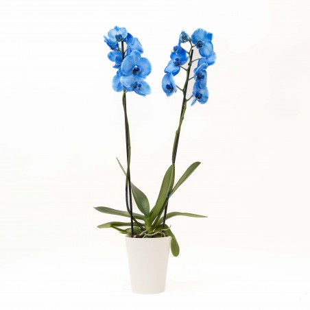 Orquidea azul con porta...