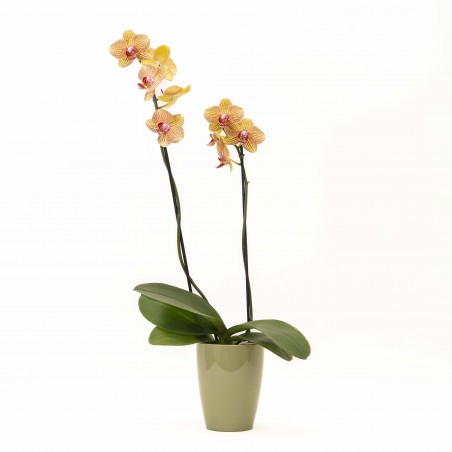 Orquidea en Porta Maceta...