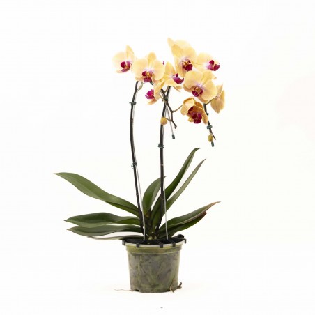 Orquidea Pendular