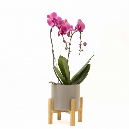 Orquidea Pendular en Maceta...