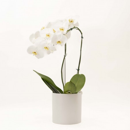 Orquidea Pendular en Maceta...