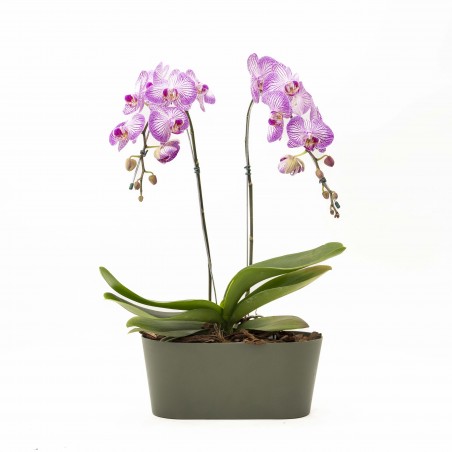 Arreglo Orquidea Pendular