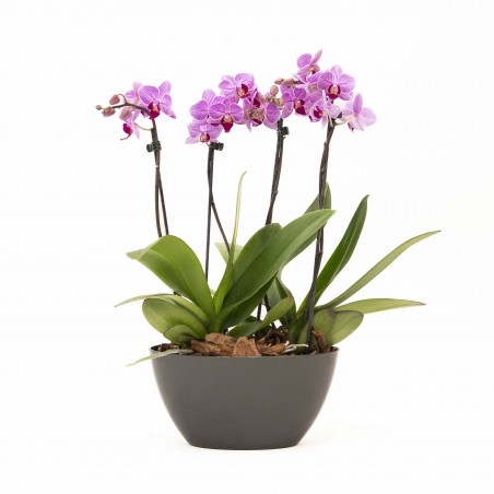Arreglo 2 Mini Orquidea
