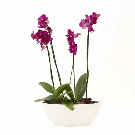 Arreglo 2 Orquideas