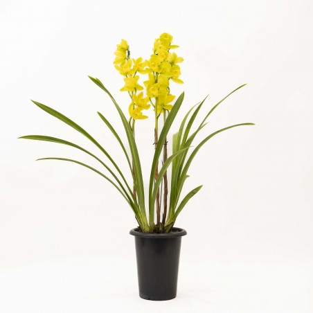 Orquidea Cymbidium de exterior