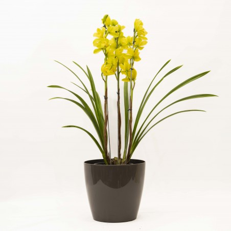 copy of Orquidea Cymbidium...